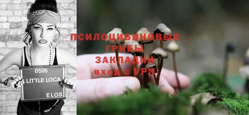 магазин    Заинск  Галлюциногенные грибы Psilocybine cubensis 